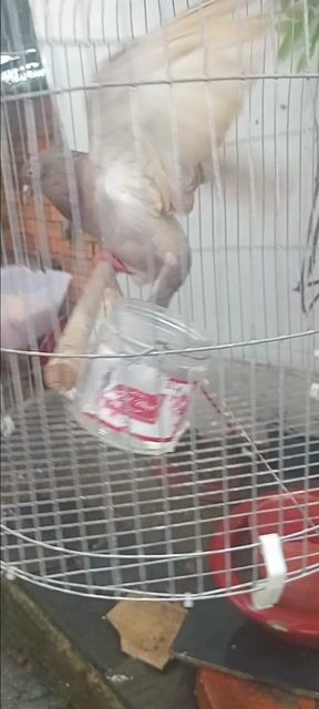 Chim bồ câu trống. Mua bán Chim tại Huyện Hóc Môn Tp Hồ Chí Minh được đăng bởi Như Lê hình 1