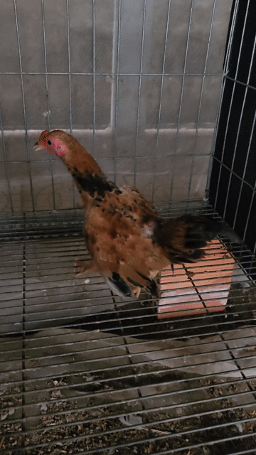 Gà tre trống nhiều màu. Mua bán Gà tại Huyện Châu Phú An Giang được đăng bởi Gà kiểng hình 1