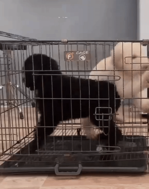 e cần thanh lý mấy e poodle standard (. Mua bán Chó tại Thành phố Thuận An Bình Dương được đăng bởi Lan Anh hình 1