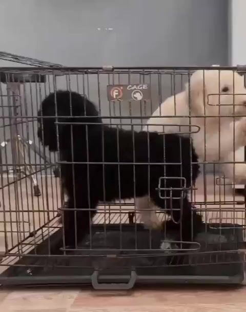 e cần thanh lý mấy e poodle standard (. Mua bán Chó tại Thành phố Thuận An Bình Dương được đăng bởi Lan Anh hình 1