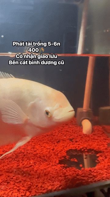 Phát Tài trống 5-6n có gù. Mua bán Thú cưng khác tại Thị xã Bến Cát Bình Dương được đăng bởi nhct hình 1