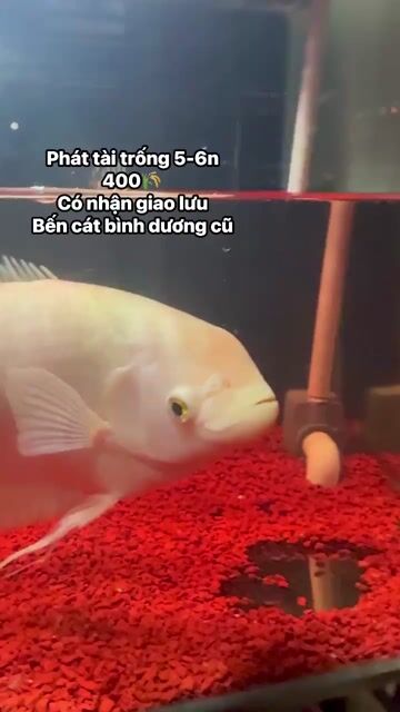 Phát Tài trống 5-6n có gù. Mua bán Thú cưng khác tại Thị xã Bến Cát Bình Dương được đăng bởi nhct hình 1