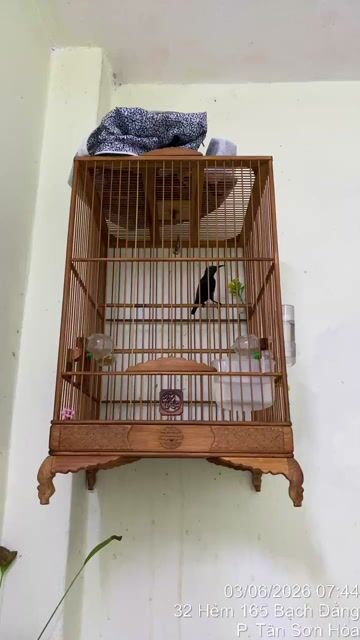 Chim Họng đen Lâu năm Siêng hót. Mua bán Chim tại Quận Tân Bình Tp Hồ Chí Minh được đăng bởi Phung Thanh Tung hình 1