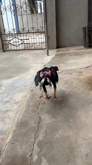 Con gà tơ 7 tháng có tông dòng ai kết ib ạ. Mua bán Gà tại Huyện Nam Đàn Nghệ An được đăng bởi 03:thế anh phạm đình hình 1