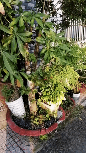 Mai vàng gốc to. Mua bán Cây cảnh, đồ trang trí tại Huyện Cần Đước Long An được đăng bởi Đông Quân hình 1