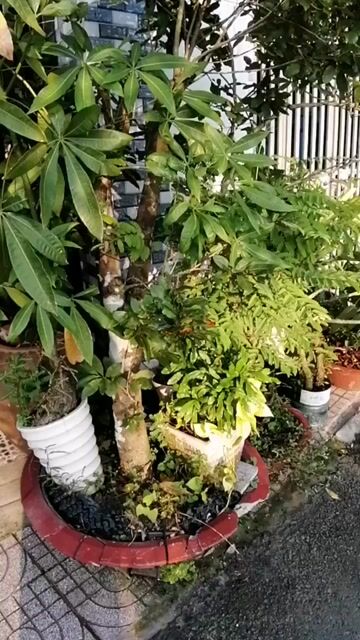 Mai vàng gốc to. Mua bán Cây cảnh, đồ trang trí tại Huyện Cần Đước Long An được đăng bởi Đông Quân hình 1