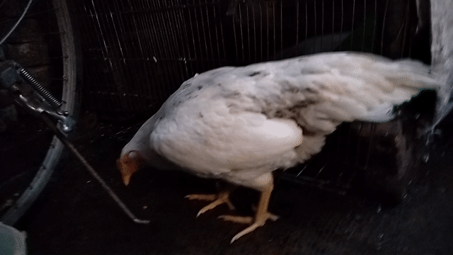 Gà mái Trắng 2.3kg chân vàng. Mua bán Gà tại Quận 8 Tp Hồ Chí Minh được đăng bởi đại  hình 1