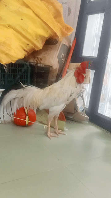 Gà Trống Trắng. Mua bán Gà tại Quận Tân Phú Tp Hồ Chí Minh được đăng bởi Nguyễn Công Thi  hình 1