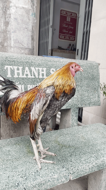 Xám son chân 2 màu. Mua bán Gà tại Quận 6 Tp Hồ Chí Minh được đăng bởi Ha Thanh Danh hình 1