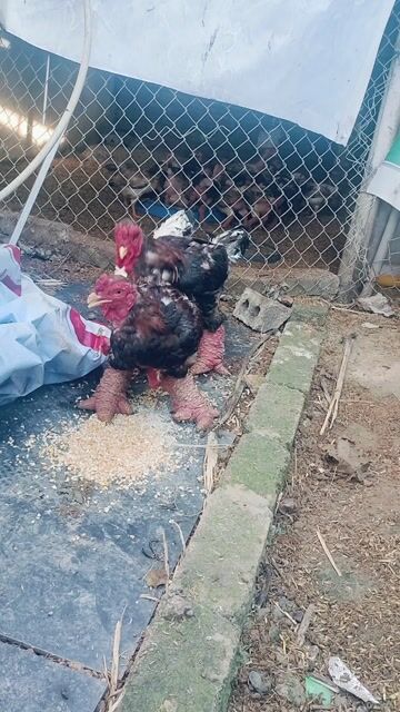 Gà Đông Tảo Trống 4kg hơn. Mua bán Gà tại Huyện Quốc Oai Hà Nội được đăng bởi gà đông tảo  hình 1