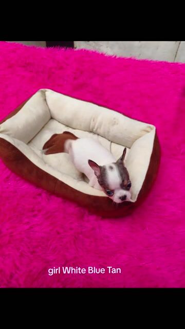 Chihuahua blue merle sữa. Mua bán Chó tại Quận 8 Tp Hồ Chí Minh được đăng bởi ZoZo House Chihuahua hình 1