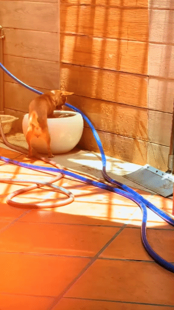 Chó Chihuahua cái hơn 1 tuổi. Mua bán Chó tại Quận Gò Vấp Tp Hồ Chí Minh được đăng bởi vu quang hình 1