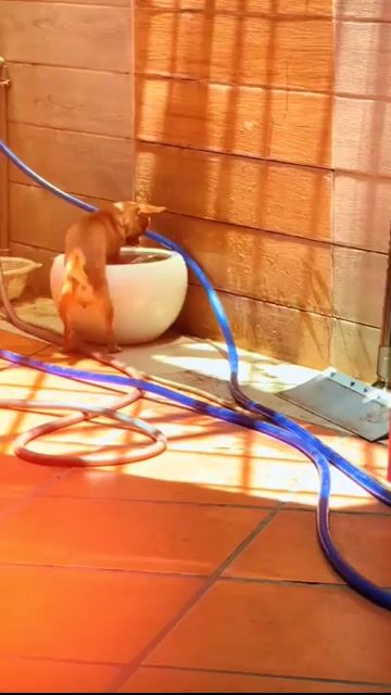 Chó Chihuahua cái hơn 1 tuổi. Mua bán Chó tại Quận Gò Vấp Tp Hồ Chí Minh được đăng bởi vu quang hình 1