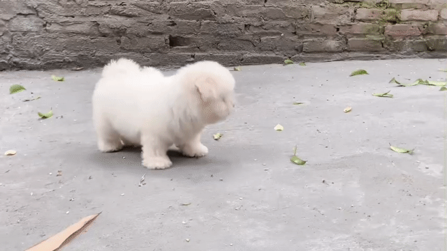 chó Bichon cái trắng thuần chủng 3 tháng tuổi 1kg. Mua bán Chó tại Quận Nam Từ Liêm Hà Nội được đăng bởi Nguyễn Thanh Thư hình 1