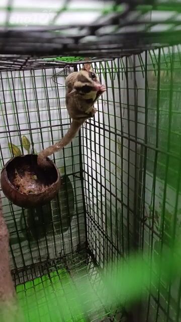 Sóc bay Nâu Không xác định. Mua bán Thú cưng khác tại Quận 12 Tp Hồ Chí Minh được đăng bởi Vân Khánh hình 1