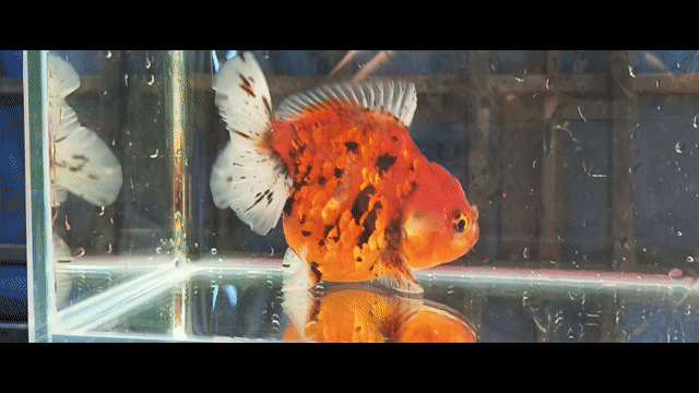 Cá cảnh Oranda Calico Cam đỏ, đen, trắng form tròn. Mua bán Thú cưng khác tại Quận Liên Chiểu Đà Nẵng được đăng bởi Trương Ngân Hà hình 1