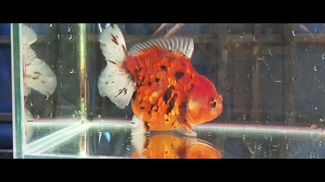 Cá cảnh Oranda Calico Cam đỏ, đen, trắng form tròn. Mua bán Thú cưng khác tại Quận Liên Chiểu Đà Nẵng được đăng bởi Trương Ngân Hà hình 1