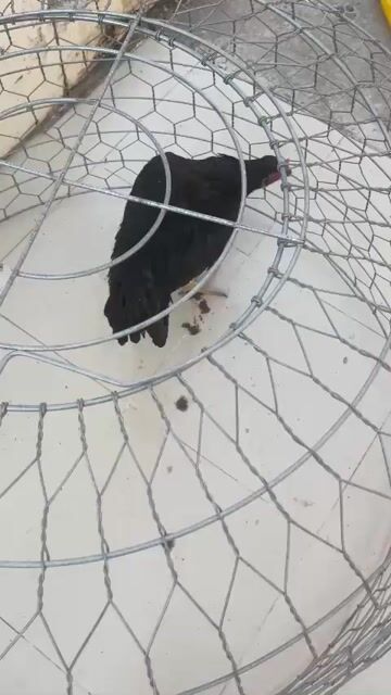 Gà Mái Ô 2.6kg. Mua bán Gà tại Huyện Đức Hòa Long An được đăng bởi Phong hình 1