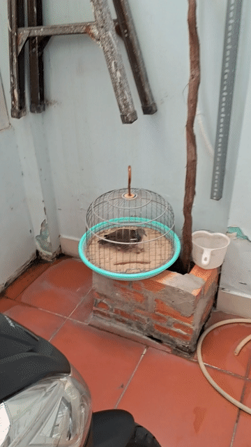 CU GÁY MỒI ĐẤT. Mua bán Chim tại Quận Tân Phú Tp Hồ Chí Minh được đăng bởi CUGAY DAKLAK hình 1