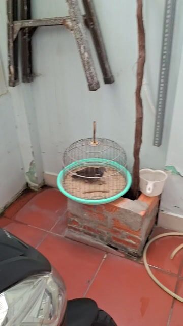 CU GÁY MỒI ĐẤT. Mua bán Chim tại Quận Tân Phú Tp Hồ Chí Minh được đăng bởi CUGAY DAKLAK hình 1