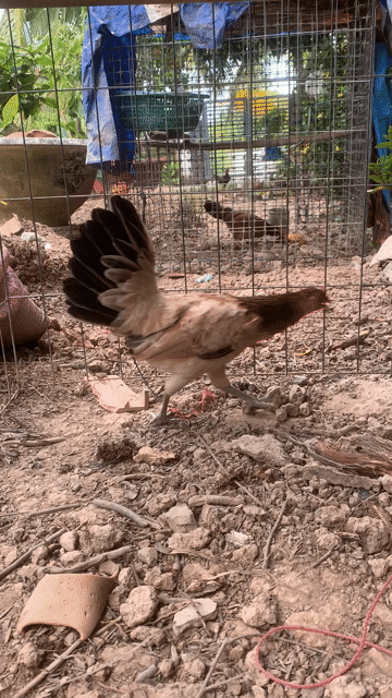 Gà Tre lai Mỹ mái 1.2kg đang đẻ. Mua bán Gà tại Huyện Long Phú Sóc Trăng được đăng bởi kim hình 1