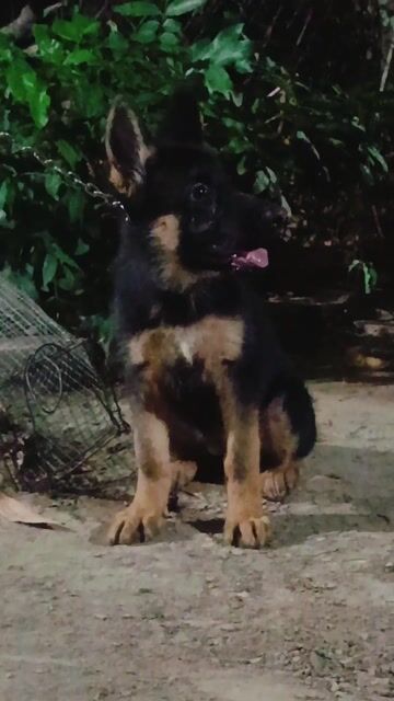 Chó Becgie Đức cái 3 tháng cực đẹp. Mua bán Chó tại Huyện Củ Chi Tp Hồ Chí Minh được đăng bởi Thiên Tài  hình 1