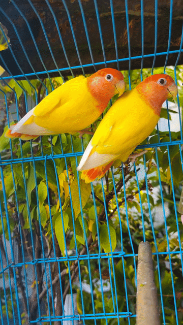 Cặp lovebirds peached full đầu đỏ. Mua bán Chim tại Huyện Hóc Môn Tp Hồ Chí Minh được đăng bởi Thanh Nguyên hình 1