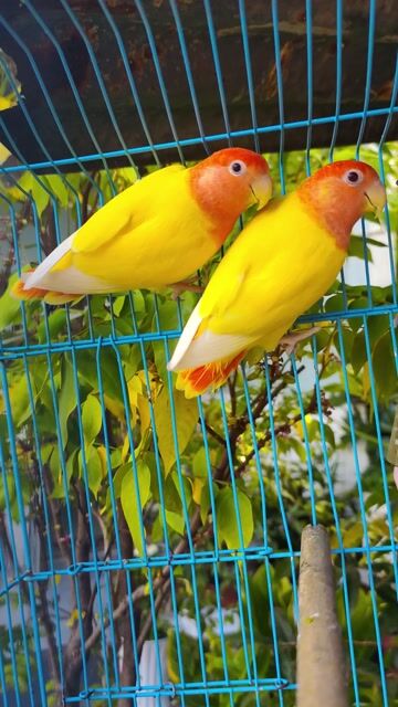 Cặp lovebirds peached full đầu đỏ. Mua bán Chim tại Huyện Hóc Môn Tp Hồ Chí Minh được đăng bởi Thanh Nguyên hình 1