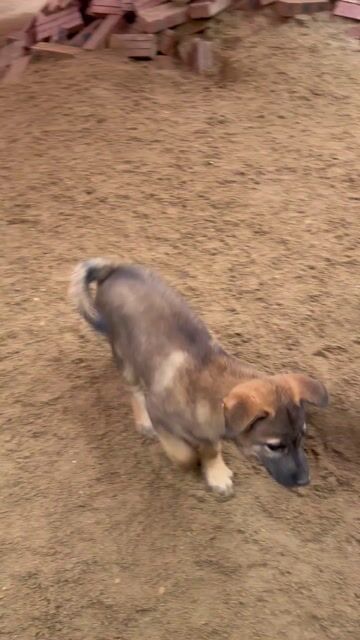 Bán Chó Becgie Màu Xám Nâu. Mua bán Chó tại Thành phố Vinh Nghệ An được đăng bởi Hoàng Anh Hoàng Huy Ơi hình 1