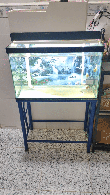 Full bộ hồ 60*30*40 (DRC) + tặng luôn cá. Mua bán Thú cưng khác tại Quận Bình Tân Tp Hồ Chí Minh được đăng bởi AnhBa hình 1