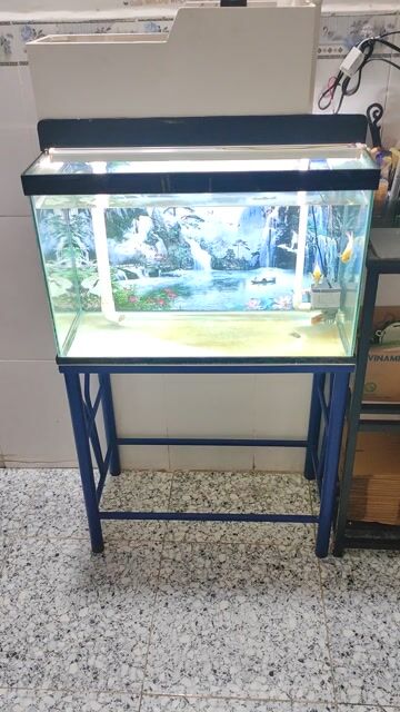 Full bộ hồ 60*30*40 (DRC) + tặng luôn cá. Mua bán Thú cưng khác tại Quận Bình Tân Tp Hồ Chí Minh được đăng bởi AnhBa hình 1