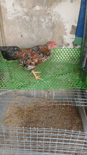 Gà tre trống 300 gram 6 tháng. Mua bán Gà tại Huyện Hóc Môn Tp Hồ Chí Minh được đăng bởi Tên chưa cung cấp hình 1