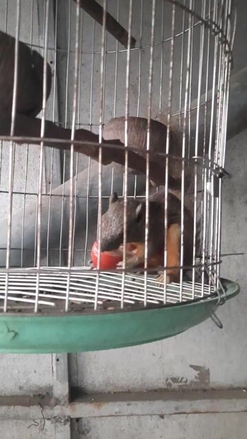 Sóc cảnh. Mua bán Thú cưng khác tại Huyện Long Hồ Vĩnh Long được đăng bởi Thanh Trung hình 1