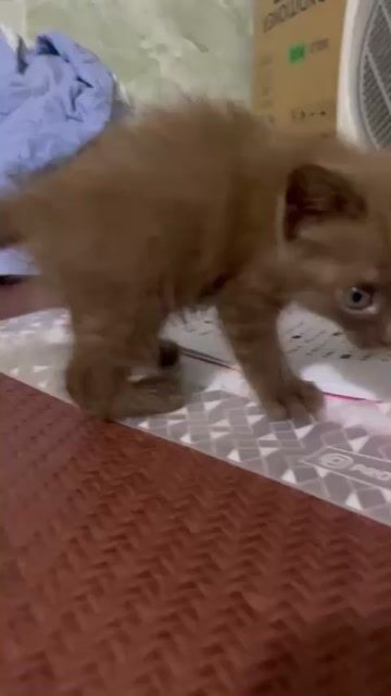 Mèo Anh lai nâu 7 tuần tuổi. Mua bán Mèo tại Thành phố Thái Nguyên Thái Nguyên được đăng bởi Thu Hiền Nguyễn Vũ hình 1