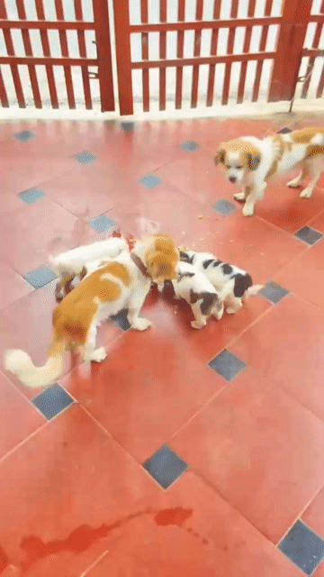 Chó Nhật lai 2 tháng. Mua bán Chó tại Huyện Đan Phượng Hà Nội được đăng bởi Anh Nguyễn hình 1