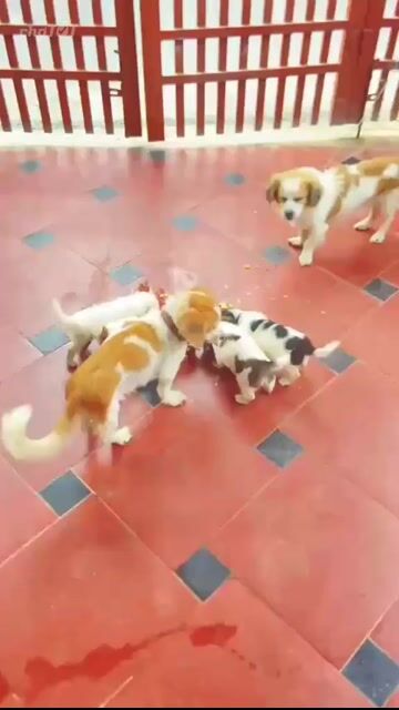 Chó Nhật lai 2 tháng. Mua bán Chó tại Huyện Đan Phượng Hà Nội được đăng bởi Anh Nguyễn hình 1