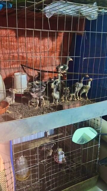 Gà giống nhỏ trống 2 tháng 5-7 lạng. Mua bán Gà tại Thị xã Tân Uyên Bình Dương được đăng bởi Nghĩa Bùi Trọng hình 1