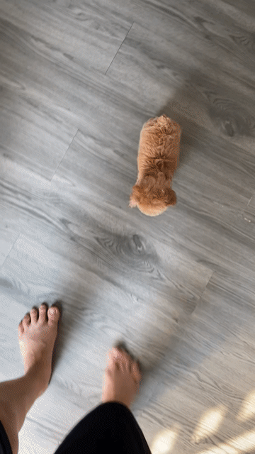 Poodle Teacup Đực Đen, Mơ. Mua bán Chó tại Quận 12 Tp Hồ Chí Minh được đăng bởi Nguyễn Nguyễn hình 1