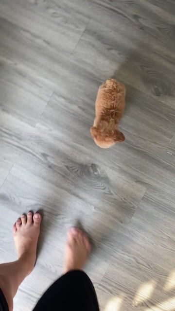 Poodle Teacup Đực Đen, Mơ. Mua bán Chó tại Quận 12 Tp Hồ Chí Minh được đăng bởi Nguyễn Nguyễn hình 1