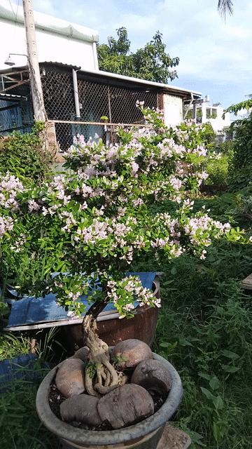 Chậu linh sam đang hoa tím.. Mua bán Cây cảnh, đồ trang trí tại Quận 12 Tp Hồ Chí Minh được đăng bởi ĐẠT hình 1