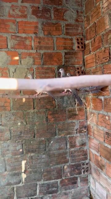 Chim Cu gáy Mã Lai. Mua bán Chim tại Thành phố Tam Kỳ Quảng Nam được đăng bởi Hậu Huỳnh Kim hình 1