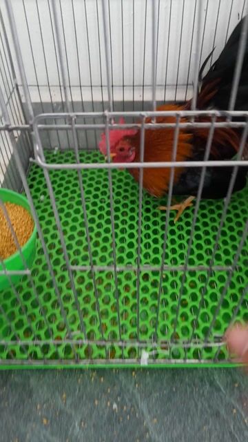 Nhà dư 1 em trống điều cần ra đi. Mua bán Gà tại Thành phố Trà Vinh Trà Vinh được đăng bởi thiềm vũ Đăng hình 1