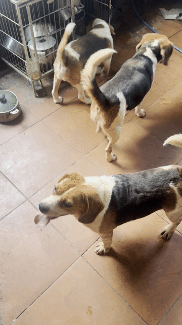 Chó Beagle Tam thể (3 em cái). Mua bán Chó tại Quận Hoàng Mai Hà Nội được đăng bởi Tùng hình 1