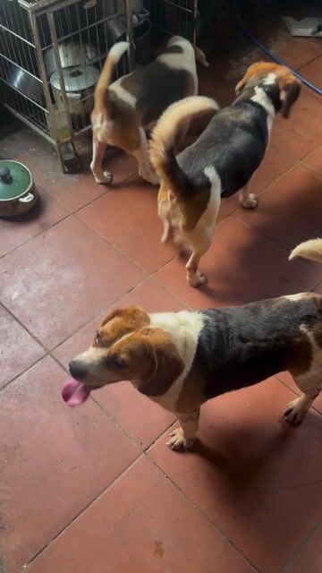 Chó Beagle Tam thể (3 em cái). Mua bán Chó tại Quận Hoàng Mai Hà Nội được đăng bởi Tùng hình 1