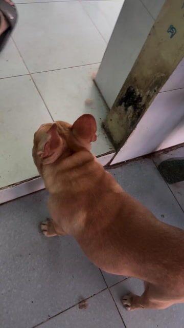 Chó Bull Pháp đực trên 1 năm màu Nâu vàng. Mua bán Chó tại Huyện Hóc Môn Tp Hồ Chí Minh được đăng bởi ngọc thu hình 1