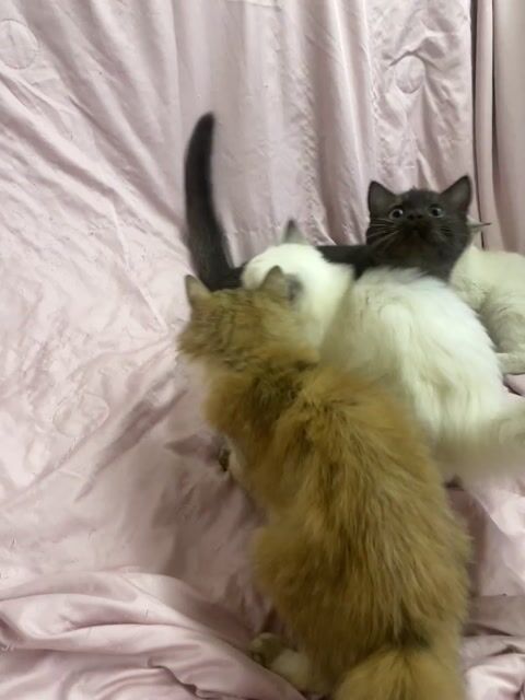 [HCM] Tìm sen mới cho dàn mèo Anh thuần chủng. Mua bán Mèo tại Quận Bình Tân Tp Hồ Chí Minh được đăng bởi Phương Anh hình 1