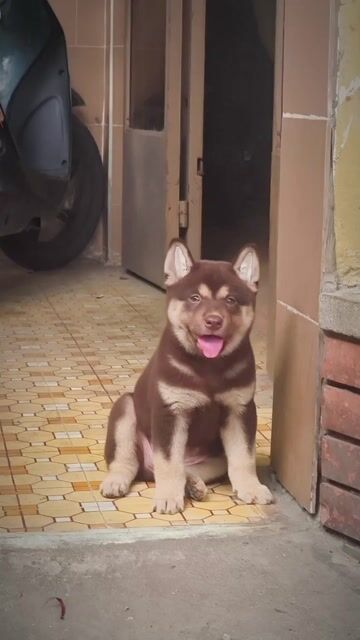 Chó Mông Cộc Nâu Đỏ Tứ Mục + Lưỡi Đốm + Móng Đeo.. Mua bán Chó tại Quận Gò Vấp Tp Hồ Chí Minh được đăng bởi Shop SH Và Chó Cộc Sài Gòn hình 1