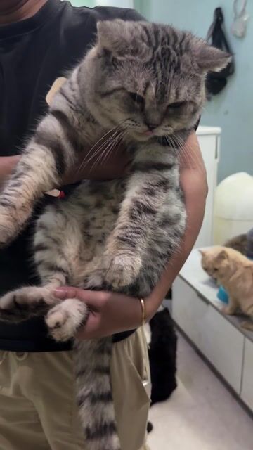 TÌM CHỦ CHO BÉ MÈO ALN SILVER TABBY ĐỰC. Mua bán Mèo tại Quận Gò Vấp Tp Hồ Chí Minh được đăng bởi Bruce Ng hình 1