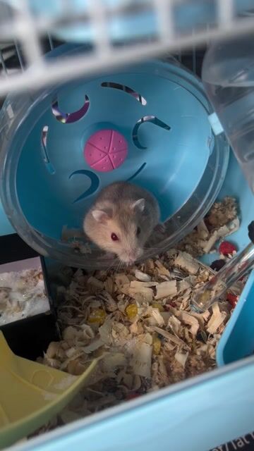 Chuột Hamster Winter White Trắng. Mua bán Thú cưng khác tại Thành phố Thuận An Bình Dương được đăng bởi Trần Ngọc Huyền hình 1