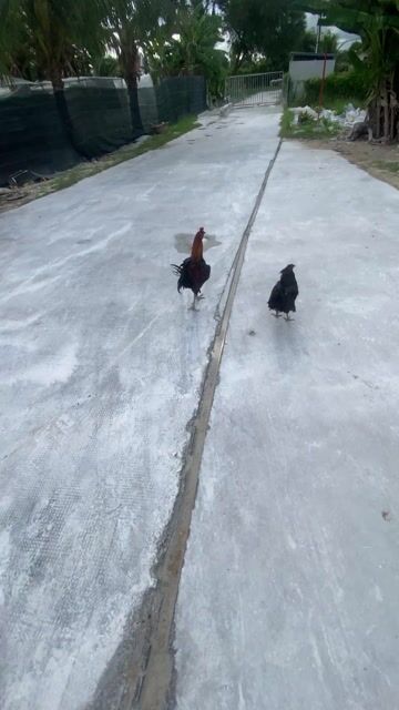 Gà trống Đỏ, đen, nâu. Mua bán Gà tại Huyện Châu Thành Kiên Giang được đăng bởi linh hình 1